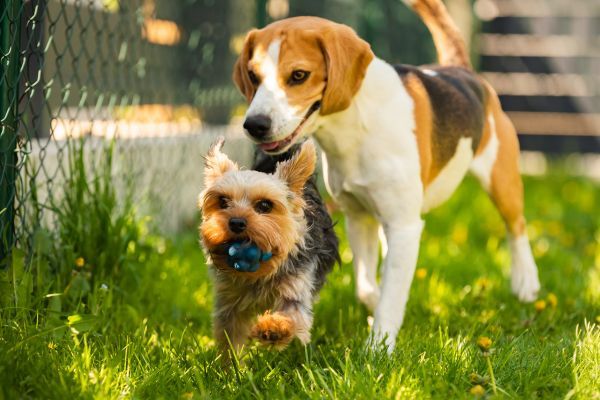 Yorkie and Beagle Dogs Playing Outdoor