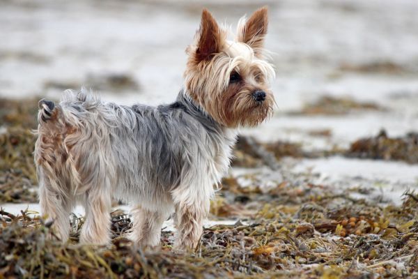 A Yorkshire terrier standing outdoors at the beach in winter
