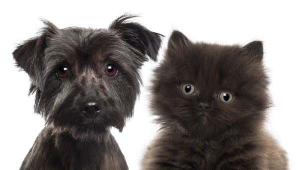 Close-up of British Longhair Kitten, 5 weeks old, and Yorkshire terrier against white background