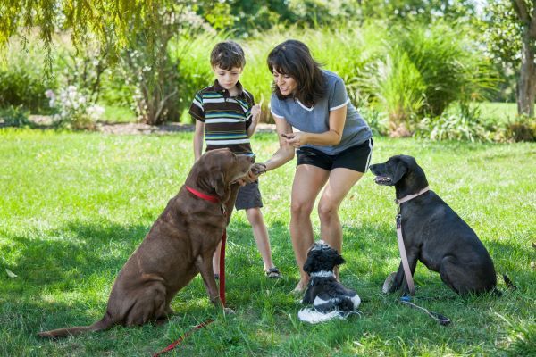 Mother and child training dogs with treats at a park