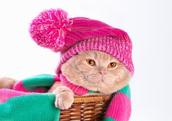 Cat wearing a pink knitting hat with pompom and a scarf lying in a basket