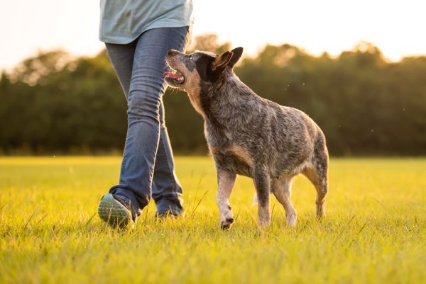 Australian Cattle Dog Blue Heeler dog breed Bow Wow Meow Pet Insurance