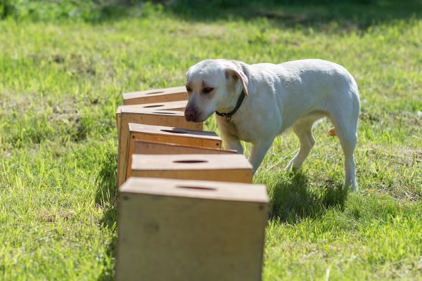 White Labrador Retriever sniffs a row of containers in search of one with a hidden object.