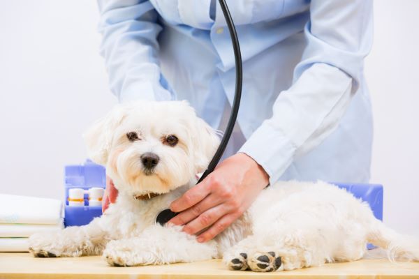 Maltese dog getting health check at the vet