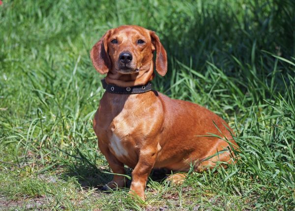 Red smooth-haired dachshund on green grass