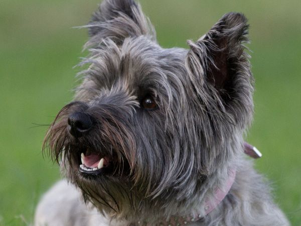 Close up of cute grey Cairn terrier