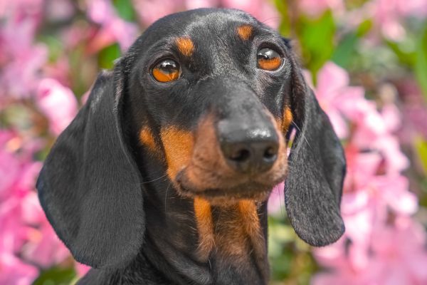 Dachshund on walk looks sadly at oleander flower