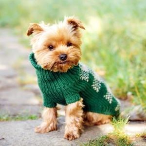 close up portrait of pretty sweet small little dog Yorkshire terrier in pullover outdoor dress, jacket on the spring sunny summer background
