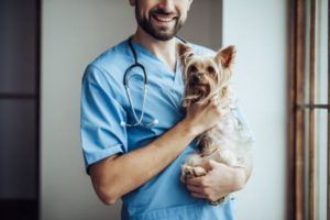 Cropped image of handsome male doctor veterinarian at clinic is holding little dog Yorkshire Terrier on hands and smiling.