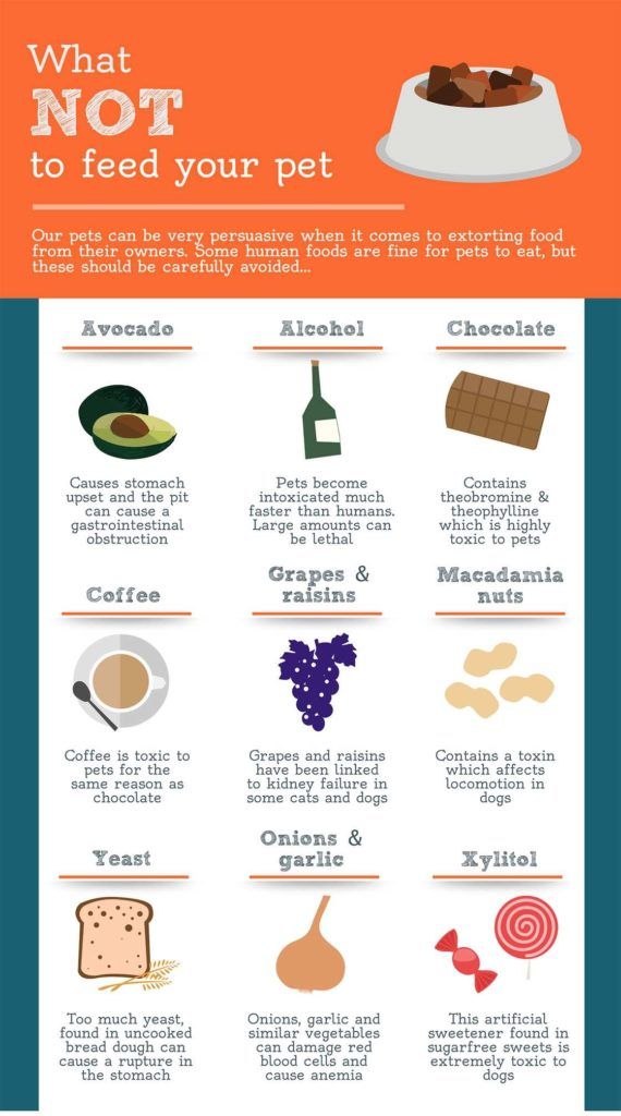 What Not To Feed Your Pet Bow Wow Meow Pet Insurance