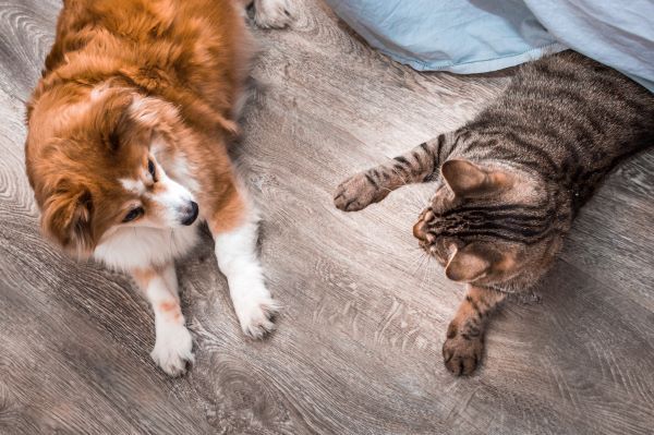 Cat and dog are lying on the floor in an apartment together. Closeup portrait.