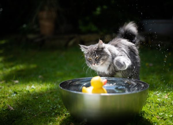 young playful blue tabby maine coon cat playing with yellow rubber duck
