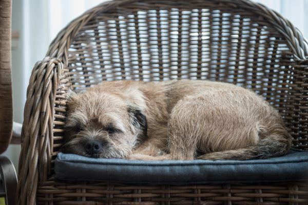 Border terrier, sleeps in a wicker rattan chair