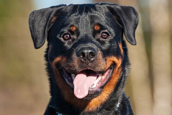 Close up on smiling face of Rottweiler dog