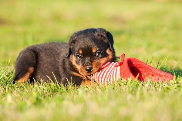 Rottweiler puppy playing with a red sneaker