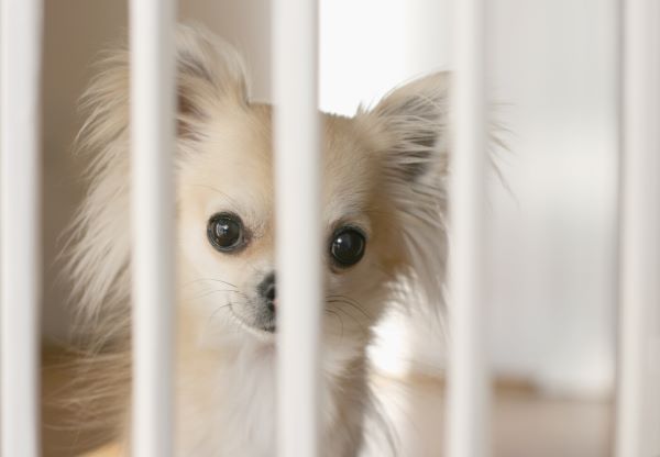 Small chihuahua dog waiting behind indoor dog fence on wood flooring