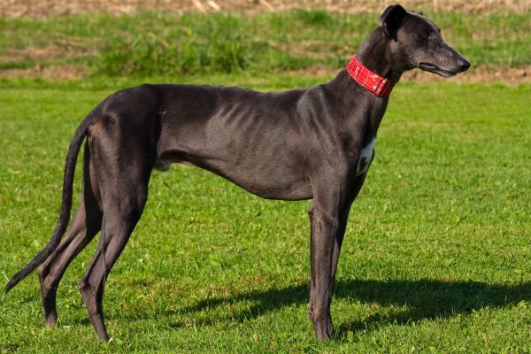 Black greyhound portrait on the grass