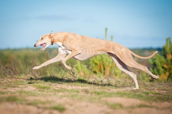 Greyhound dog running in autumn