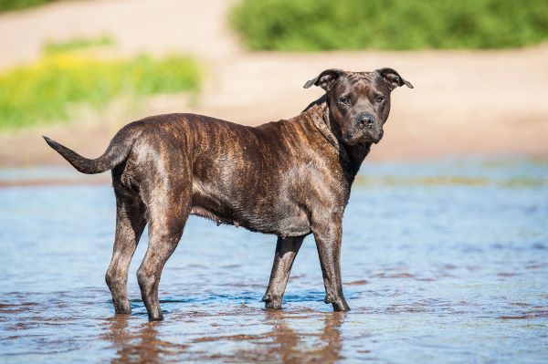 Brown American staffordshire terrier stands with its feet in the water on the beach