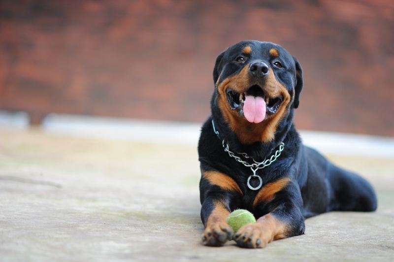 Happy Rottweiler dog lying on the ground with a tennis ball