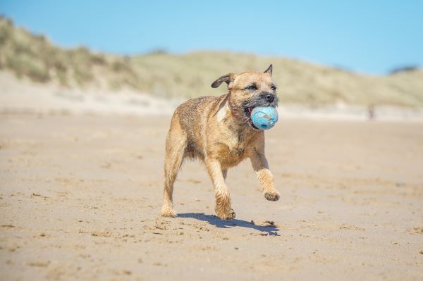 Small brown border terrier runs on the beach with a blue ball in its mouth