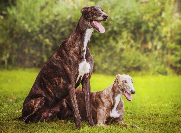 Greyhounds outdoors