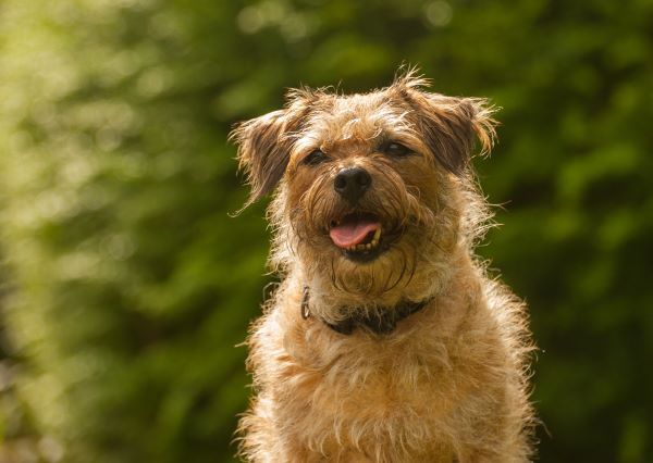 Cute brown border terrier with its mouth slightly open