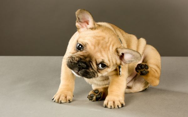 Top 5 health issues in puppies Ear infection Bow Wow Meow