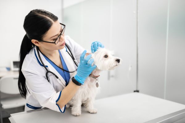 Top 5 dog health issues Bow Wow Meow