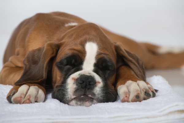 Top 5 puppy health problems vomiting Bow Wow Meow