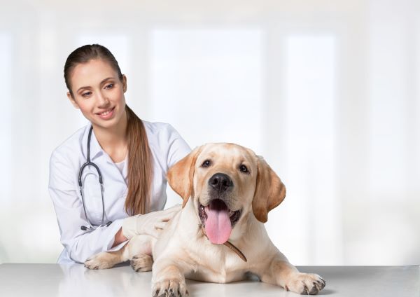 Top 5 health conditions for puppies Bow Wow Meow