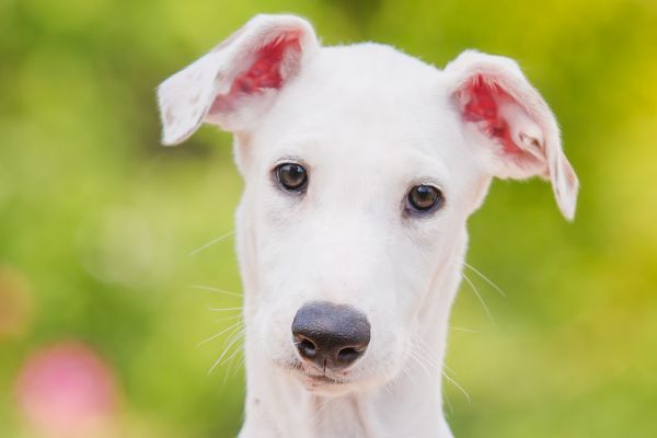 Close up of face of while greyhound