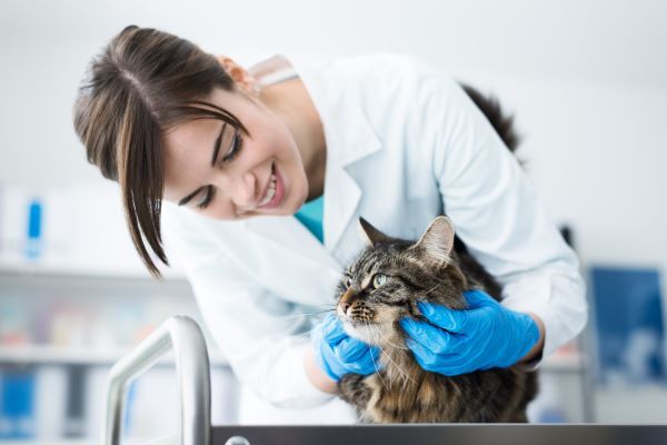 examination around the head and neck. Veterinarian examining a tabby cat in a clinic
