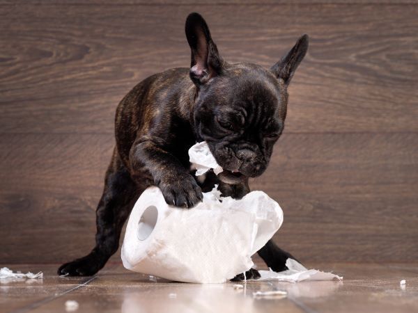 Top 5 health problems in puppies diarrhoea Bow Wow Meow