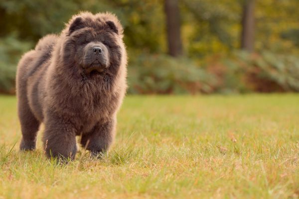 Brown Chow Chow dog walking outdoors