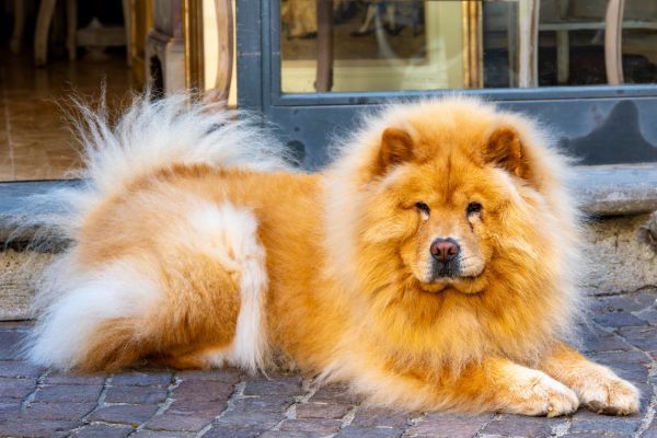 Chow Chow Dog Resting Outdoors on Pavement
