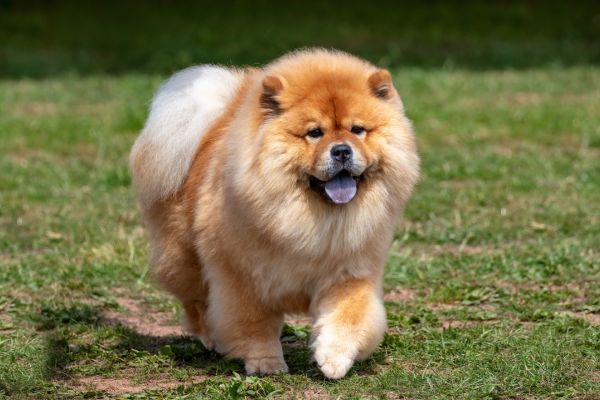 Chow Chow dog walking or running on the grass