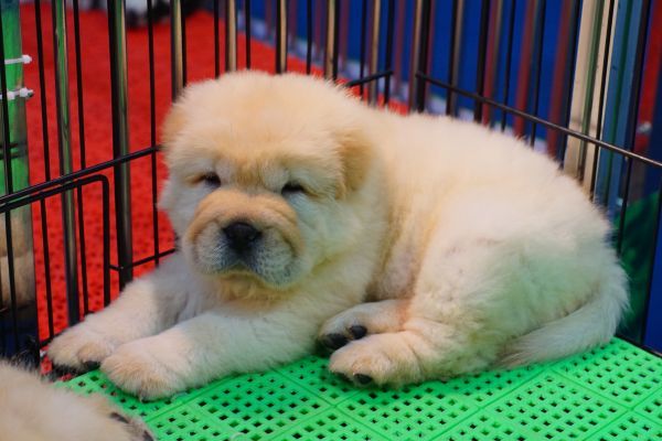 Chow chow puppy lying in a crate