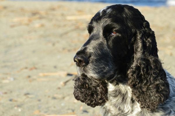 Close-up of English Cocker Spaniel on Beach