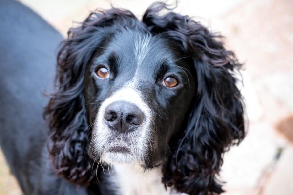 English Cocker Spaniel close up of face