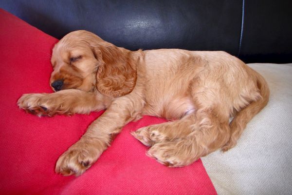 English Cocker Spaniel puppy sleeping on a red blanket