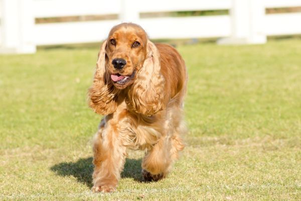English Cocker Spaniel running