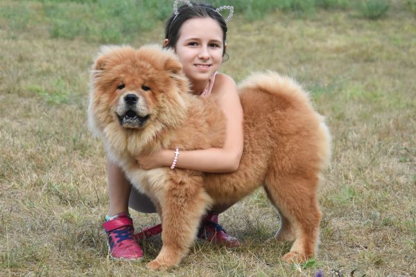 Little girl is hugging chow chow dog