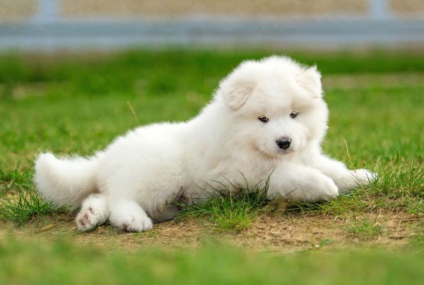 Samoyed dog breed Bow Wow Meow