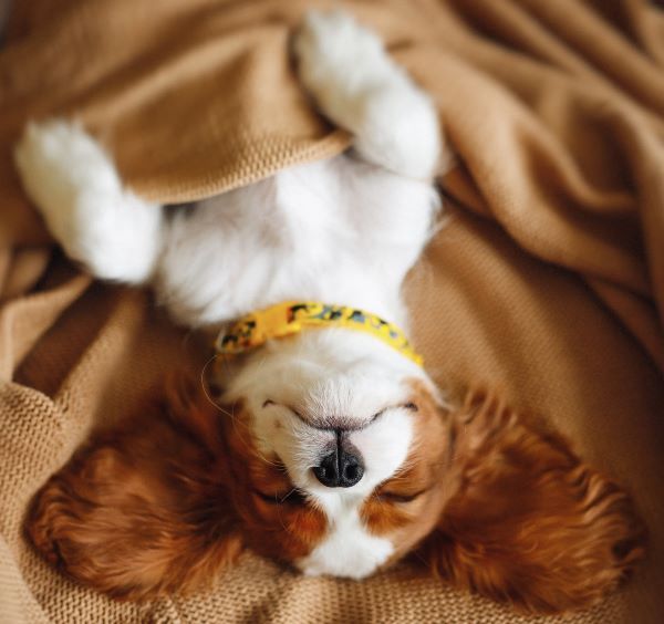 Funny Sleeping Cavalier King Charles Spaniel dog breed Bow Wow Meow