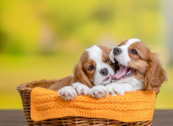 Two cute Cavalier King Charles Spaniel puppies in a basket