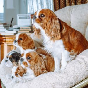 Dog breed Cavalier King Charles Spaniel