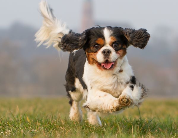 Cavalier King Charles Spaniel dog breed Bow Wow Meow