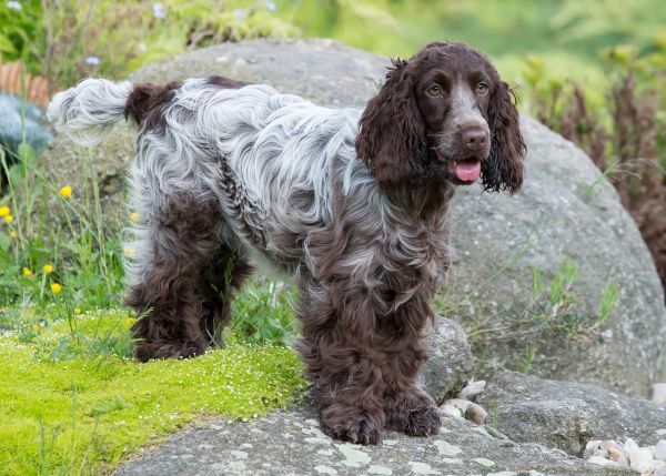 Cocker Spaniel Dog best hunting breeds Bow Wow Meow