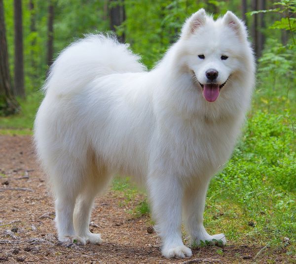 Samoyed dog breed Bow Wow Meow